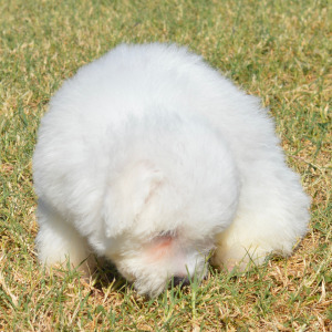 Bichon Frise Puppy Harley