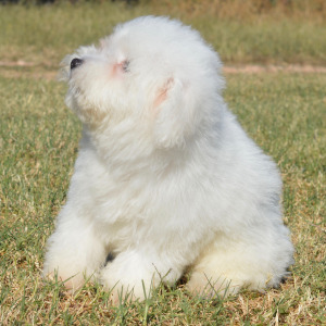 Bichon Frise Puppy Harley