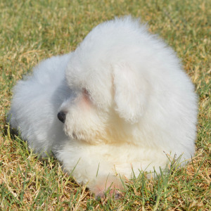 Bichon Frise Puppy Harley