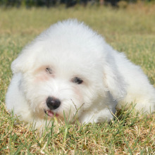 Bichon Frise Puppy Harley