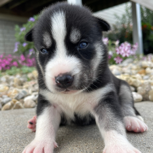 Siberian Husky Puppy Gina