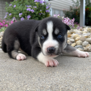 Siberian Husky Puppy Gina