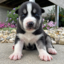 Siberian Husky Puppy Gina