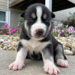 Siberian Husky Puppy Gina