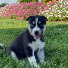 Siberian Husky Puppy Gina