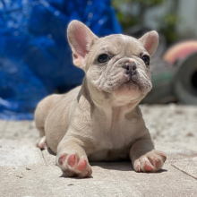 French Bulldog Puppy Gusher
