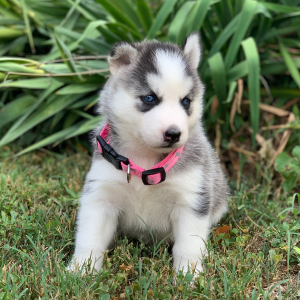 Pomsky Puppy Stormie
