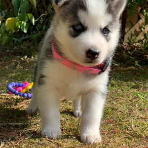 Pomsky Puppy Stormie