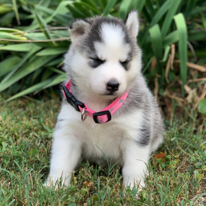 Pomsky Puppy Stormie