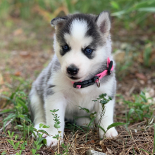Pomsky Puppy Stormie