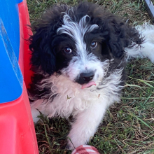 Aussiedoodle Puppy Luca