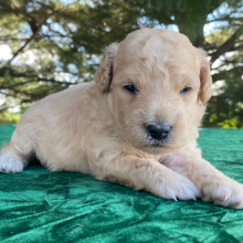 Goldendoodle Puppy Mora