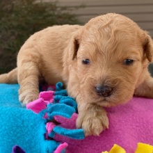 Goldendoodle Puppy Nita