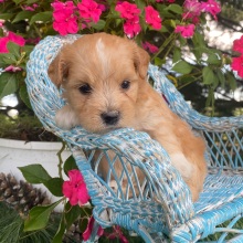 Goldendoodle Puppy Nita