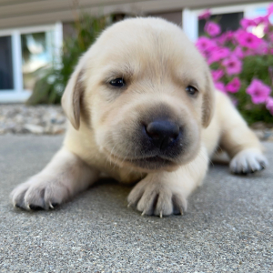 Labrador Retriever Puppy Lucille