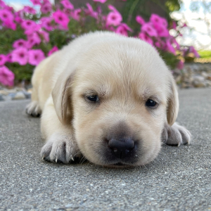 Labrador Retriever Puppy Lucille