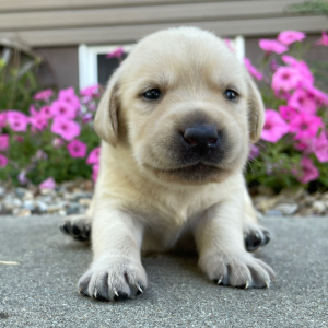 Labrador Retriever Puppy Lucille