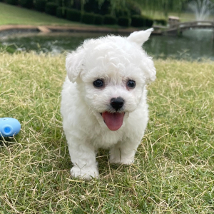 Bichon Frise Puppy Jack