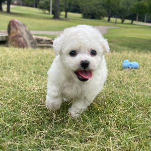 Bichon Frise Puppy Jack