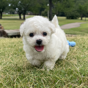 Bichon Frise Puppy Jack