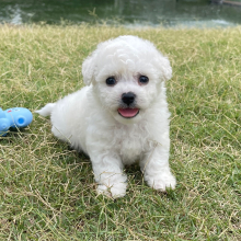 Bichon Frise Puppy Jack