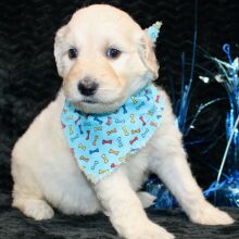 Goldendoodle Puppy Stratton