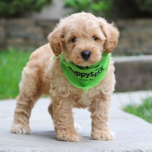 Schnoodle Puppy Captain