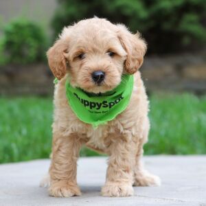 Schnoodle Puppy Captain
