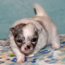 Pomeranian Puppy Prince