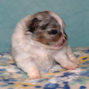 Pomeranian Puppy Prince