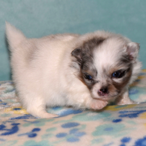 Pomeranian Puppy Prince