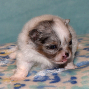 Pomeranian Puppy Prince