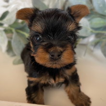 Yorkshire Terrier Puppy Beans