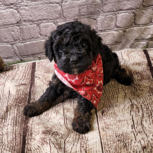 Cavapoo Puppy Zeb