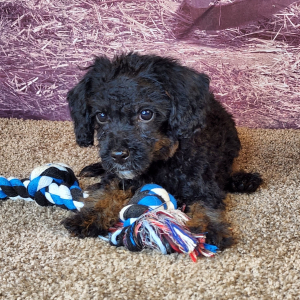 Cavapoo Puppy Zeb