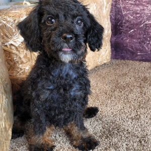 Cavapoo Puppy Zeb