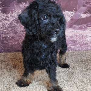 Cavapoo Puppy Zeb