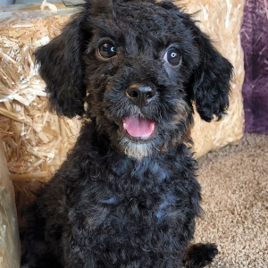 Cavapoo Puppy Zeb