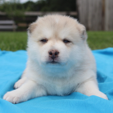 Pomsky Puppy Colin