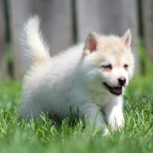 Pomsky Puppy Colin