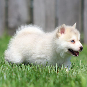 Pomsky Puppy Colin