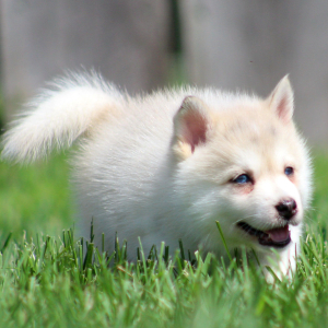 Pomsky Puppy Colin