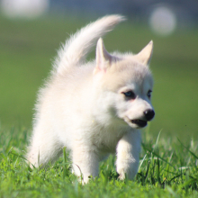 Pomsky Puppy Colin
