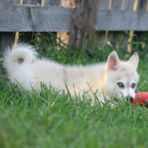 Pomsky Puppy Colin