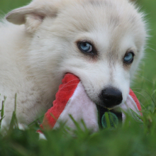 Pomsky Puppy Colin