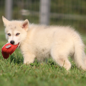 Pomsky Puppy Colin