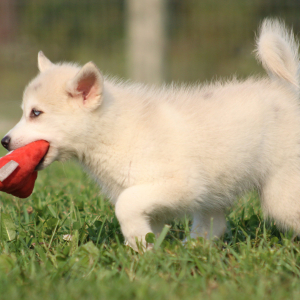 Pomsky Puppy Colin