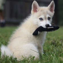 Pomsky Puppy Colin