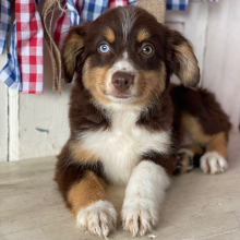 Australian Shepherd Puppy Cinnamon