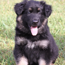 German Shepherd Dog Puppy Vito
